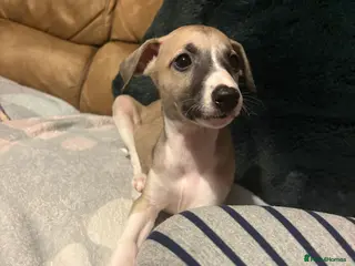 Whippet dogs Stunning Whippet Puppies 1 Girl & 6 Boys - Advert 1