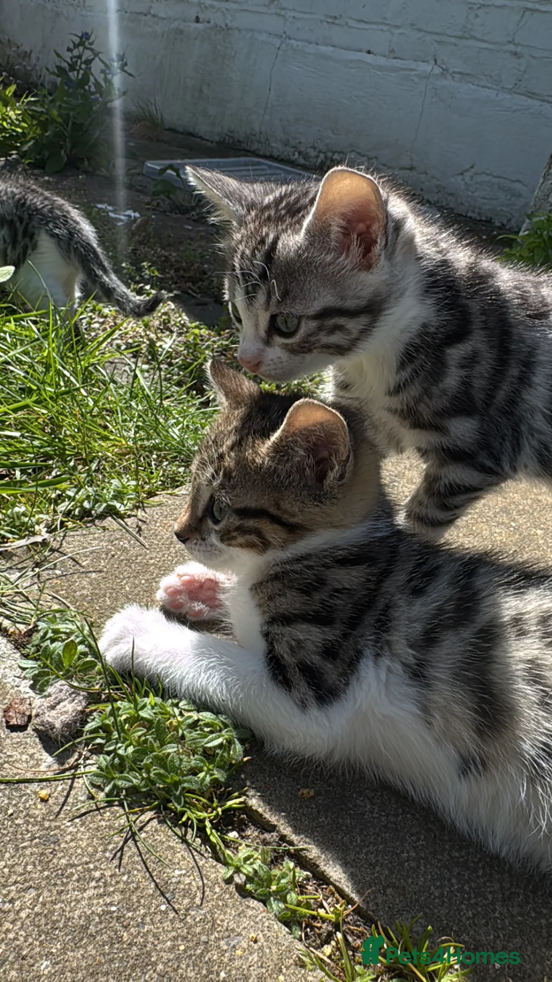 Mixed Breed cats for sale: Bengal x Norwegian Kittens - Advert 8