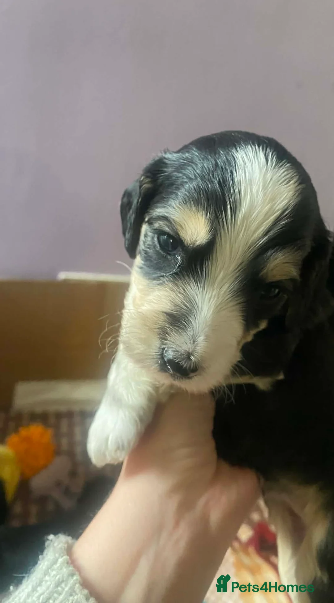 Sproodle dogs for sale: 🧸Sproodle puppies 🧸 - Advert 7