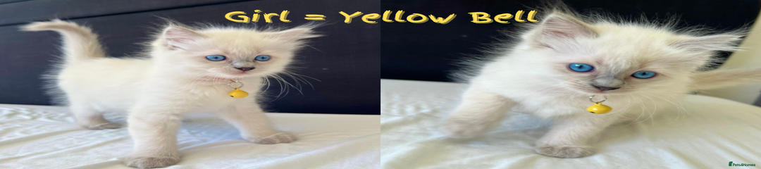 💛Girl= Yellow Bell