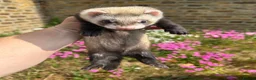 Ferret rodents for sale: Ferret kits  - Advert 11