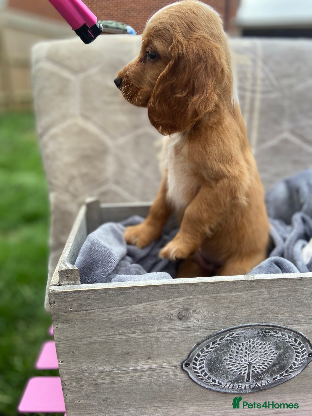 Cockapoo dogs for sale: Cockapoo puppies  - Image 7