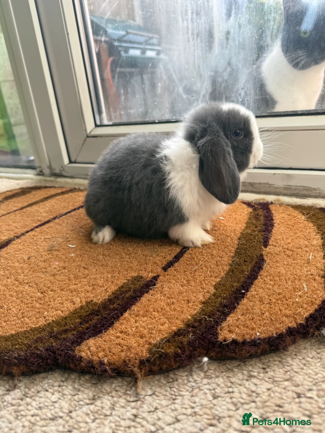Mini Lop rabbits for sale: Mini lop blue split buck in Tamworth - Advert 2