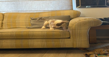 Mixed Breed dogs English bulldog cross ready now - Advert 15