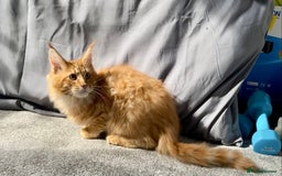Maine Coon cats for sale: TICA reg Full Pedigree Red Tabby Maine Coon Kitten - Image 4