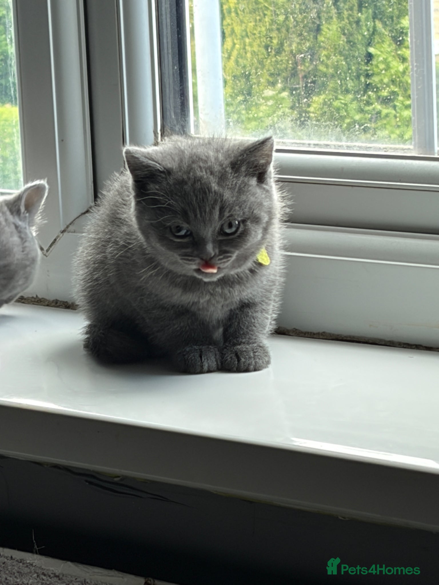 British Shorthair cats for sale: Pure British shorthair kittens - Advert 1
