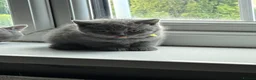 British Shorthair cats for sale: Pure British shorthair kittens - Advert 1