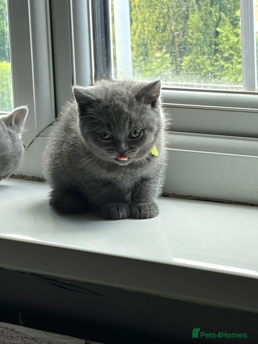 British Shorthair cats for sale: Pure British shorthair kittens - Advert 1