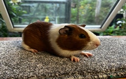 Guinea Pig rodents for sale: Bonded group of young boars - Image 10
