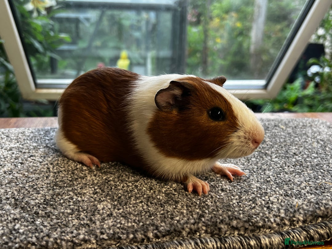 Guinea Pig rodents for sale: Bonded group of young boars - Image 10