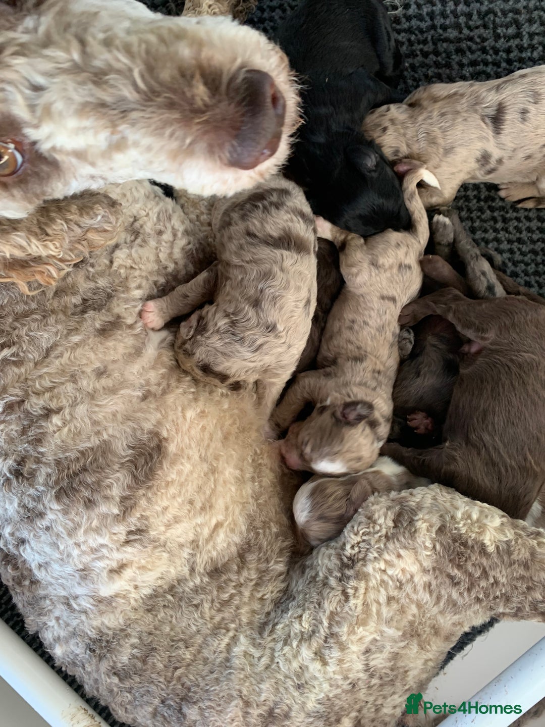 Bernedoodle dogs for sale: Midi Size Bernedoodle Merle, Chocolate - Advert 2