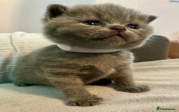 British Shorthair cats for sale: Gentle loving family pets - British Blues  - Image 9