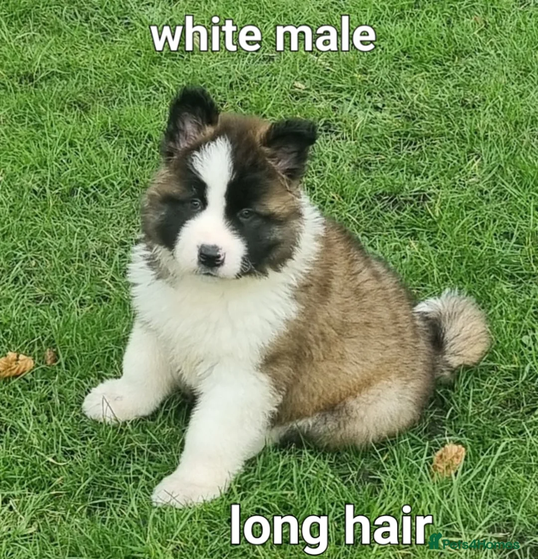 Akita dogs for sale: 9 weeks old Akita pups READY  - Advert 7