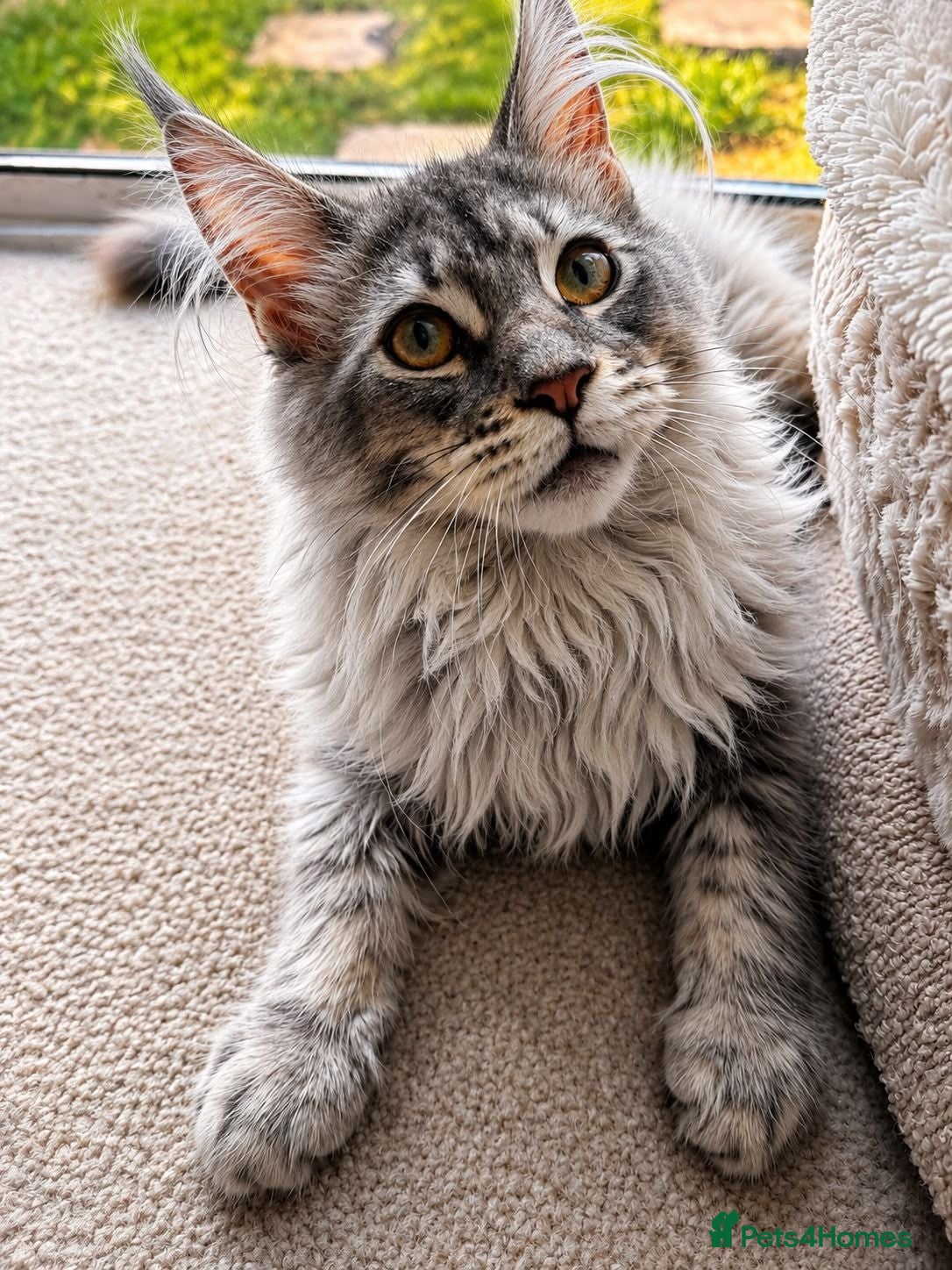 Maine Coon cats ✨1 LEFT! Exceptional TICA Registered Maine Coon ✨ - Advert 16