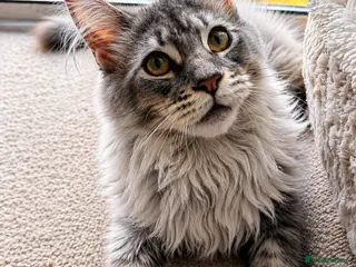 Maine Coon cats ✨1 LEFT! Exceptional TICA Registered Maine Coon ✨ - Advert 16