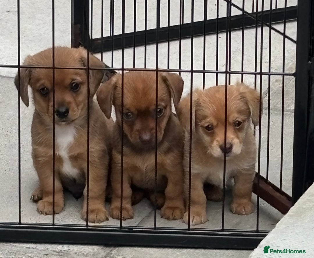 Mixed Breed dogs for sale: F1 dameranians  - Image 2