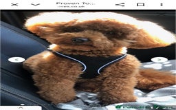 Toy Poodle dogs for sale: Toy Poodle  - Image 10