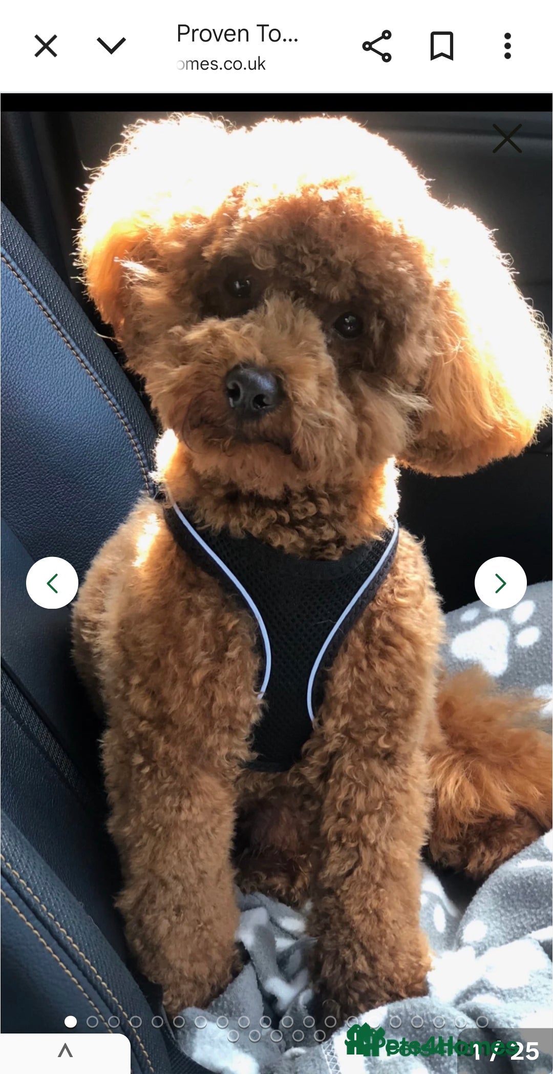 Toy Poodle dogs for sale: Toy Poodle  - Image 10