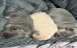 French Bulldog dogs for sale: Well bred French Bulldog Puppies  - Image 12