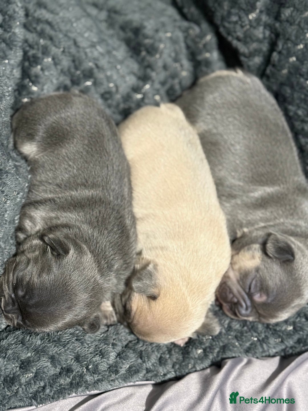 French Bulldog dogs for sale: Well bred French Bulldog Puppies  - Image 12