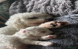 Bichon Frise dogs for sale: Full health checked bichon puppies - Image 5