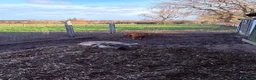 Pig livestock for sale: 2 pigs  - Advert 6