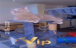 British Shorthair cats for sale: British short hair Cats - Advert 9