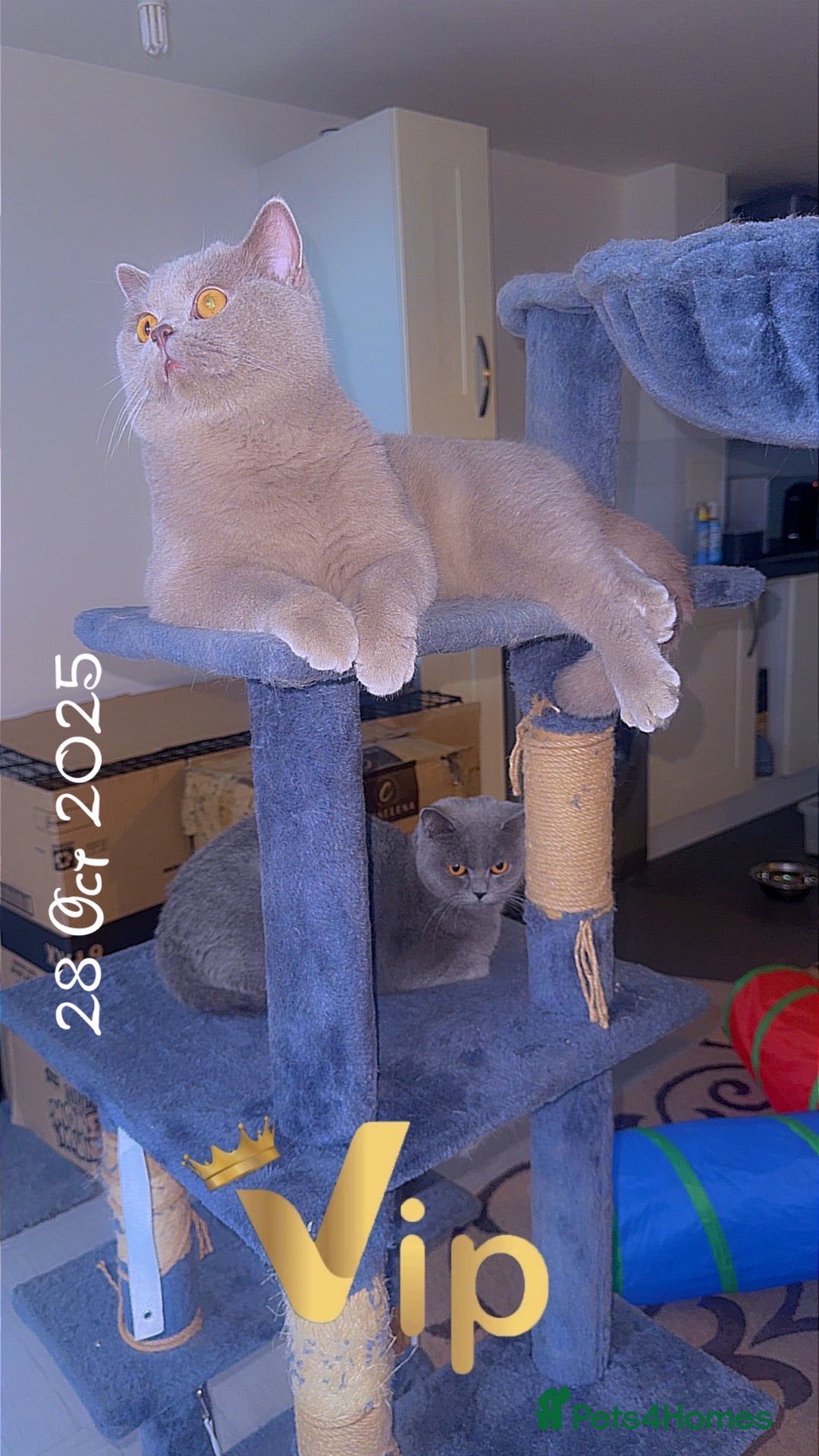 British Shorthair cats for sale: British short hair Cats - Advert 9