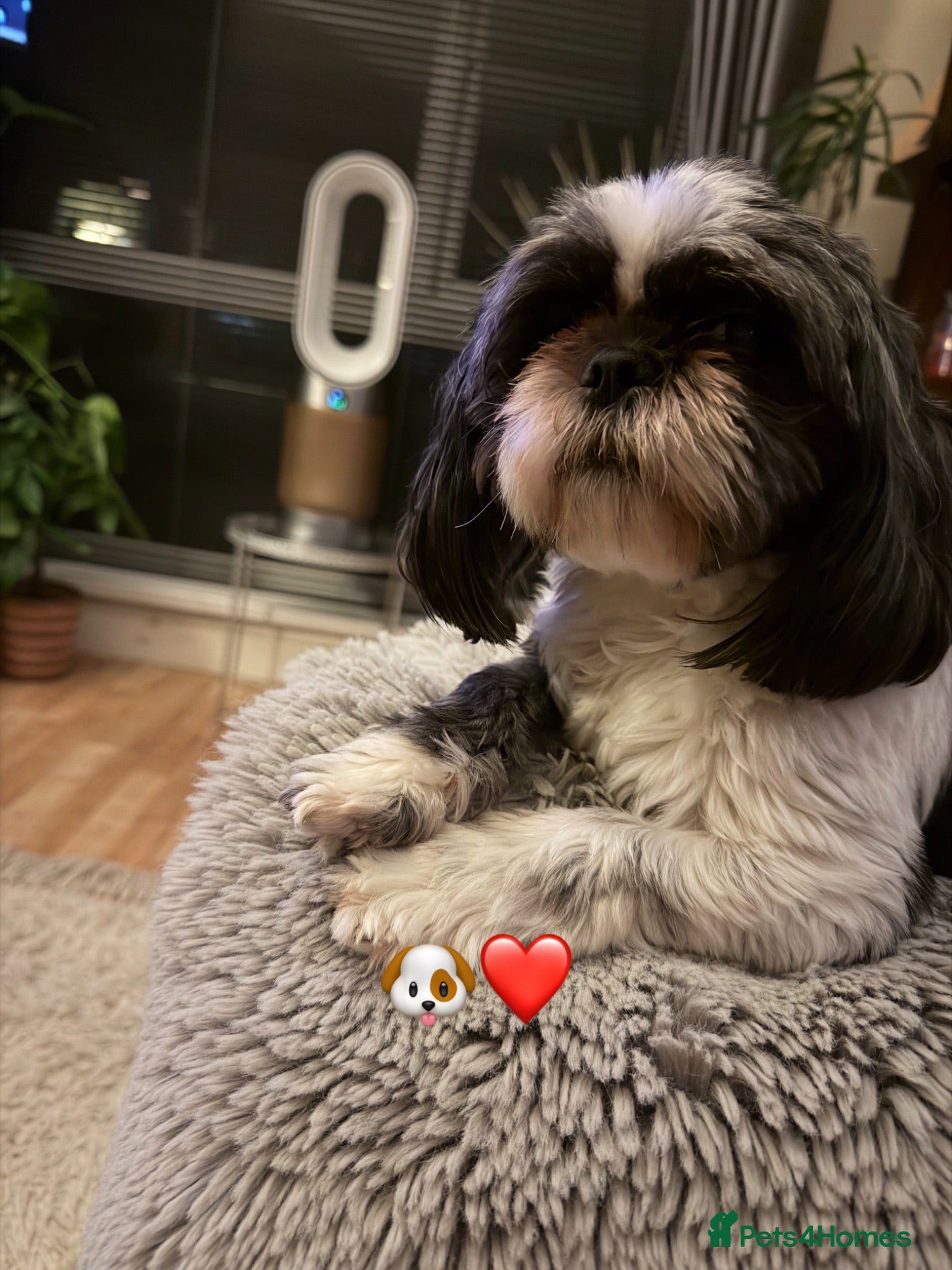 Shih Tzu dogs Beautiful litter of Shitzu puppies  - Advert 12