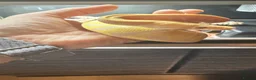 Python Snake reptiles for sale: Candy-GHI-66% het Pied Female - Advert 23