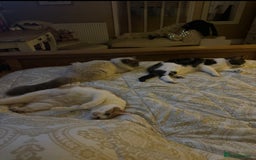Domestic Shorthair cats for sale: Heartbreakingly a marriage breakup forces rehome - Image 7