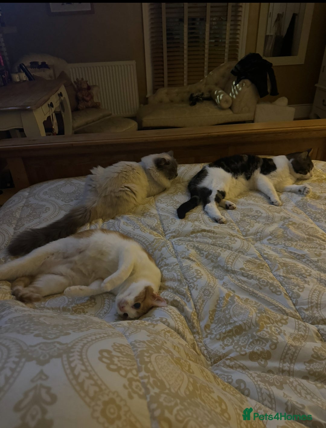 Domestic Shorthair cats for sale: Heartbreakingly a marriage breakup forces rehome - Image 7