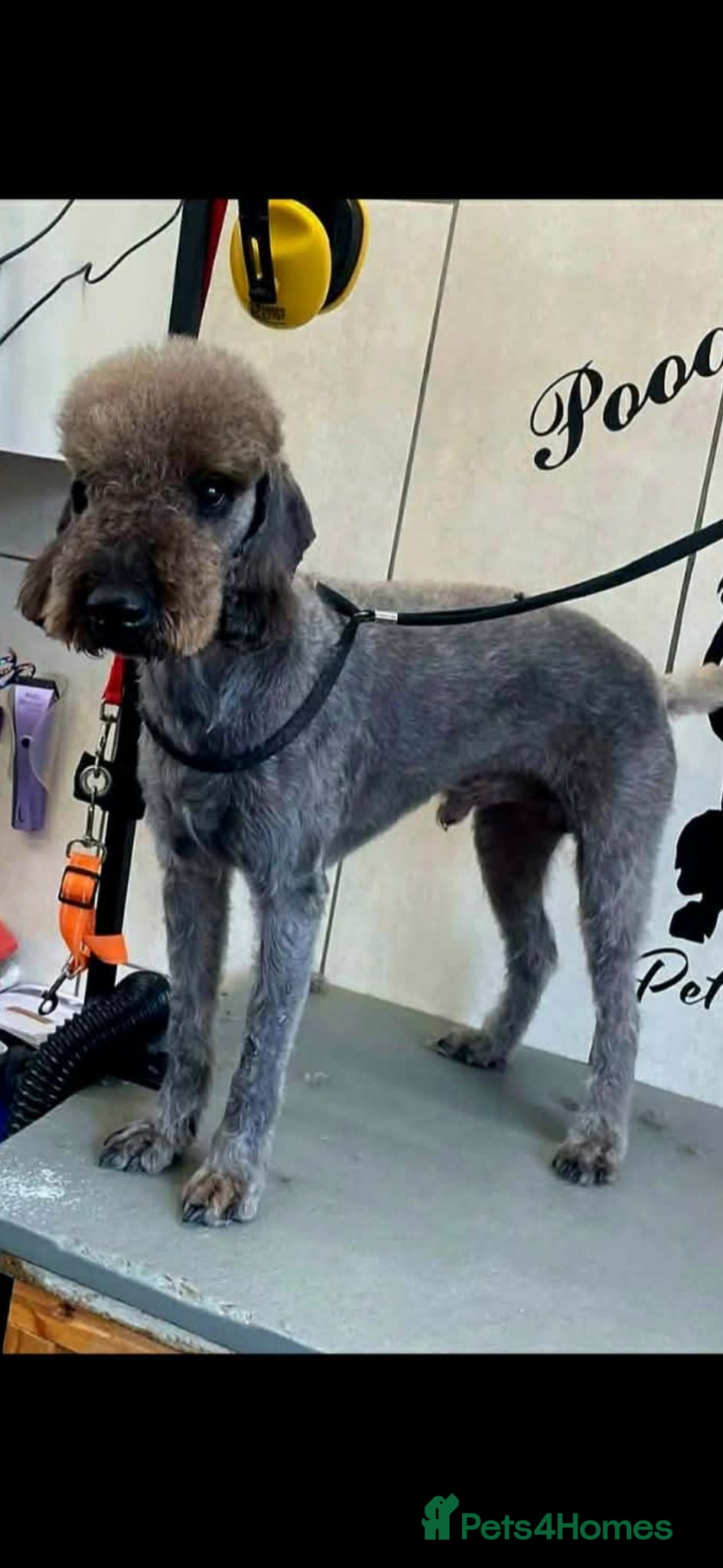 Mixed Breed dogs Bedlington x whippet pups first cross  - Advert 3