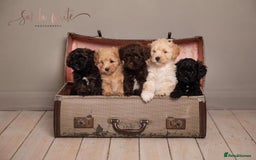 Toy Poodle dogs for stud: RED TOY POODLE KC REGISTERED PROVEN STUD in Derby - Image 22