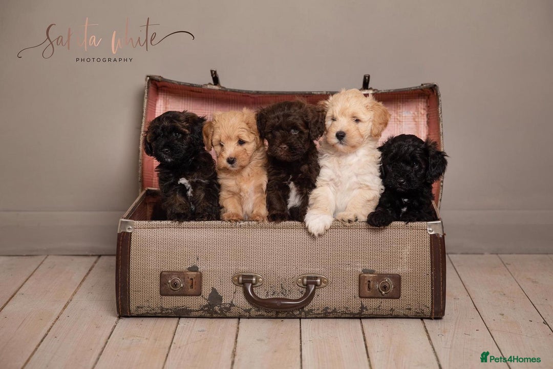 Toy Poodle dogs for stud: RED TOY POODLE KC REGISTERED PROVEN STUD in Derby - Image 22