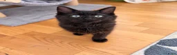 Ragcoon cats for sale: 🐾 Seal Point Ragdoll×Silver Maine Coon Kittens 🐾 - Advert 8