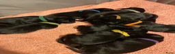 Labrador Retriever dogs for sale: Beautiful litter of Black Labradors  - Advert 6