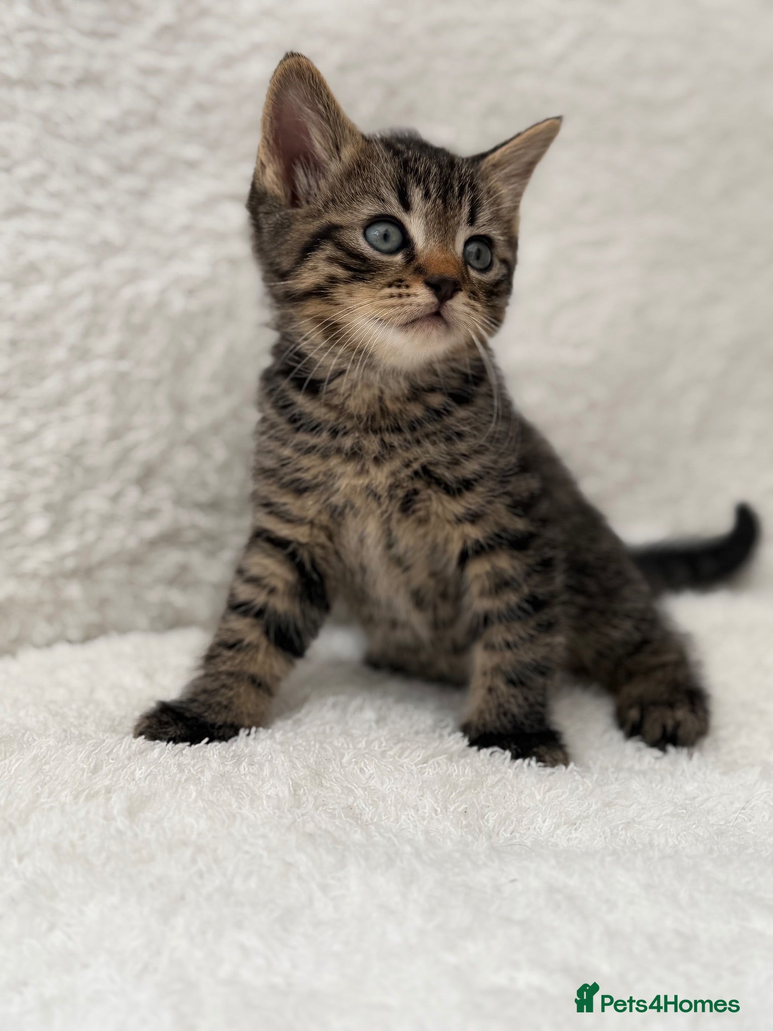 Mixed Breed cats Tabby male kittens  - Advert 1