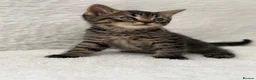 Mixed Breed cats for sale: Tabby male kittens  - Advert 1