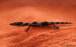 Leopard Gecko reptiles for sale: Baby leopard geckos  - Image 5