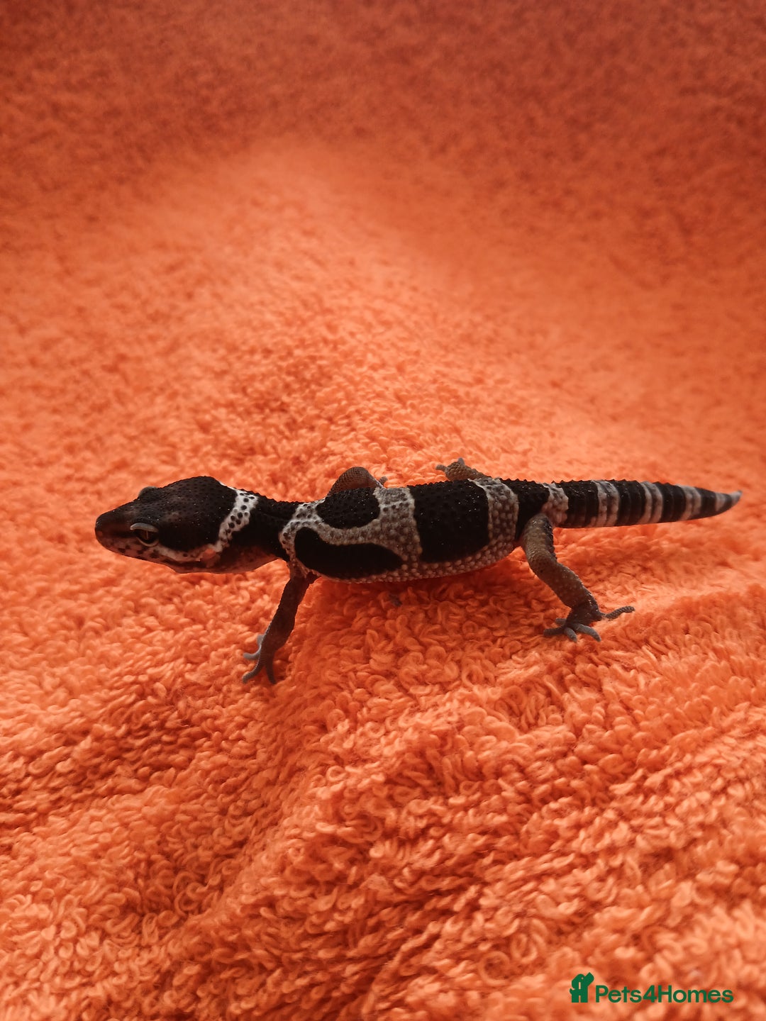 Leopard Gecko reptiles for sale: Baby leopard geckos  - Image 5