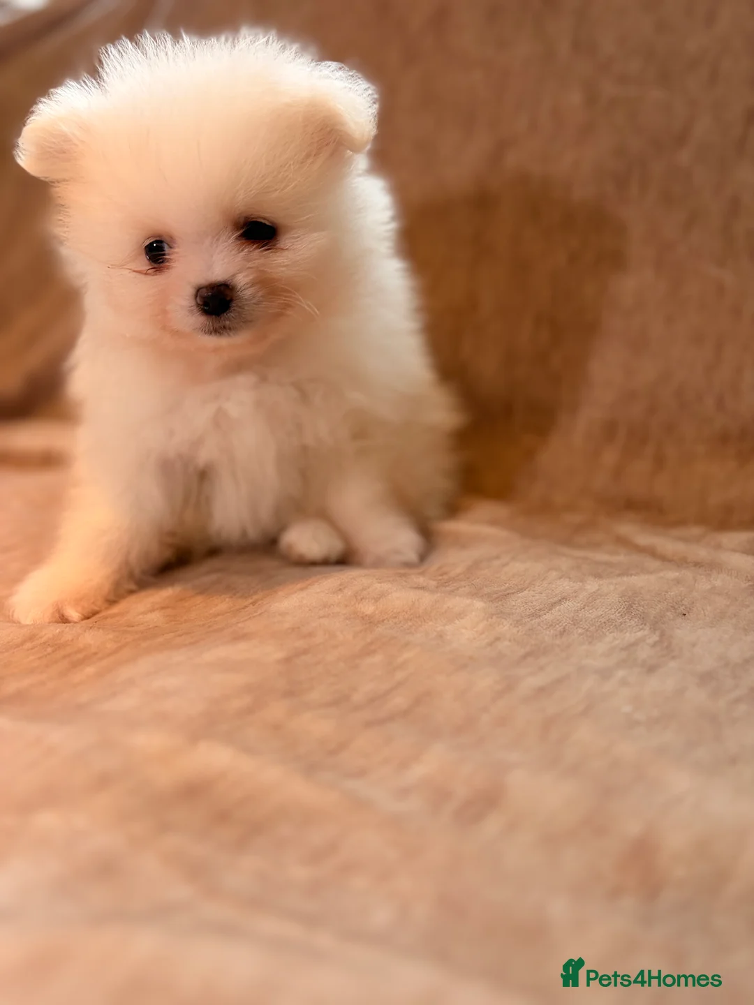 Pomeranian dogs for sale: Beautiful Pomeranian babies - Advert 22