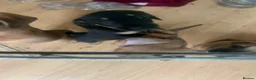 Mixed Breed dogs for sale: 4 French wieners  in Lincoln - Advert 4