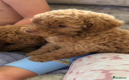 Cockapoo dogs for sale: F1bb petite cockerpoos  - Image 9