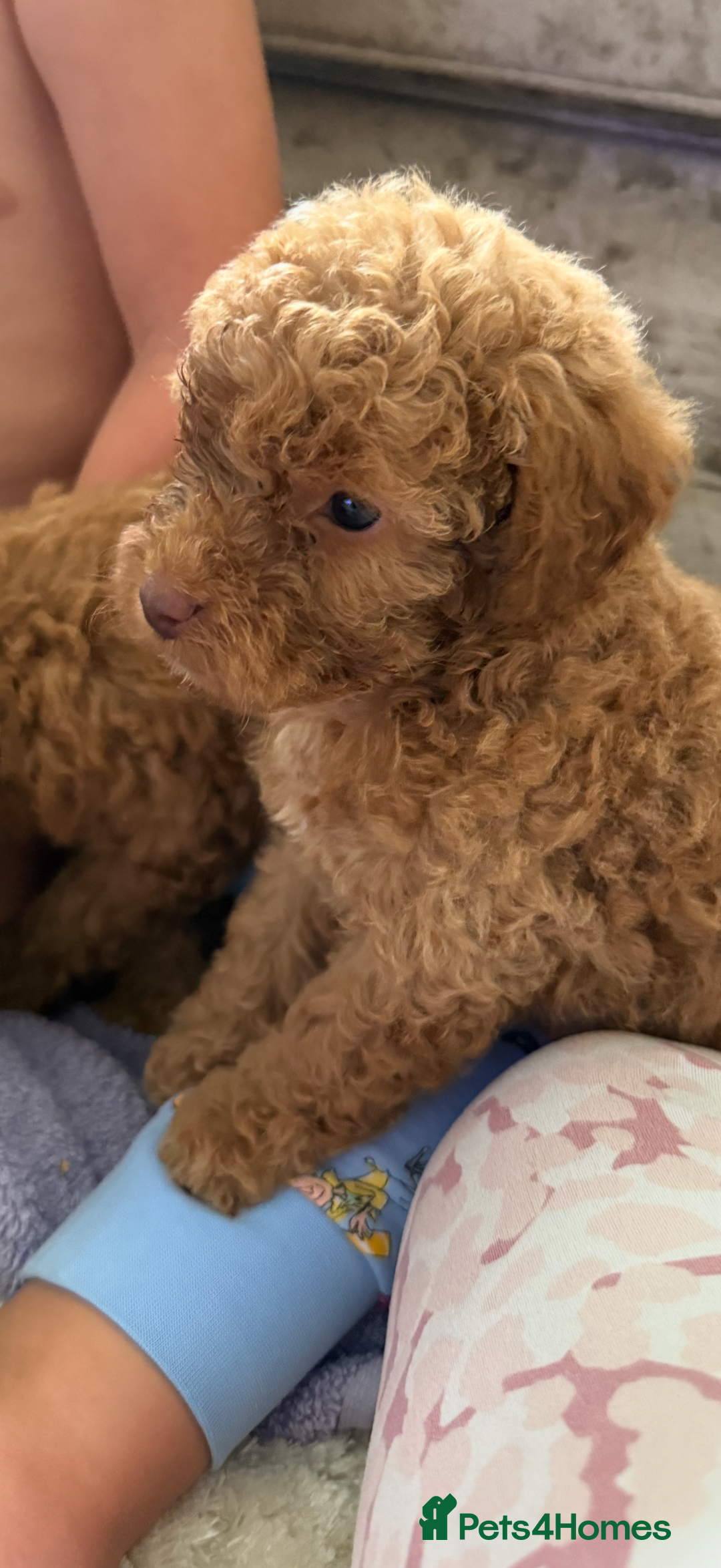 Cockapoo dogs for sale: F1bb petite cockerpoos  - Image 9