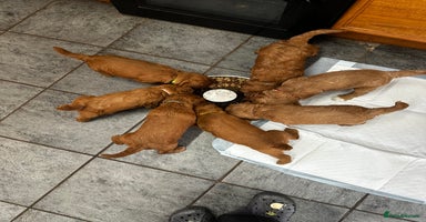 Cockapoo dogs - Advert 8