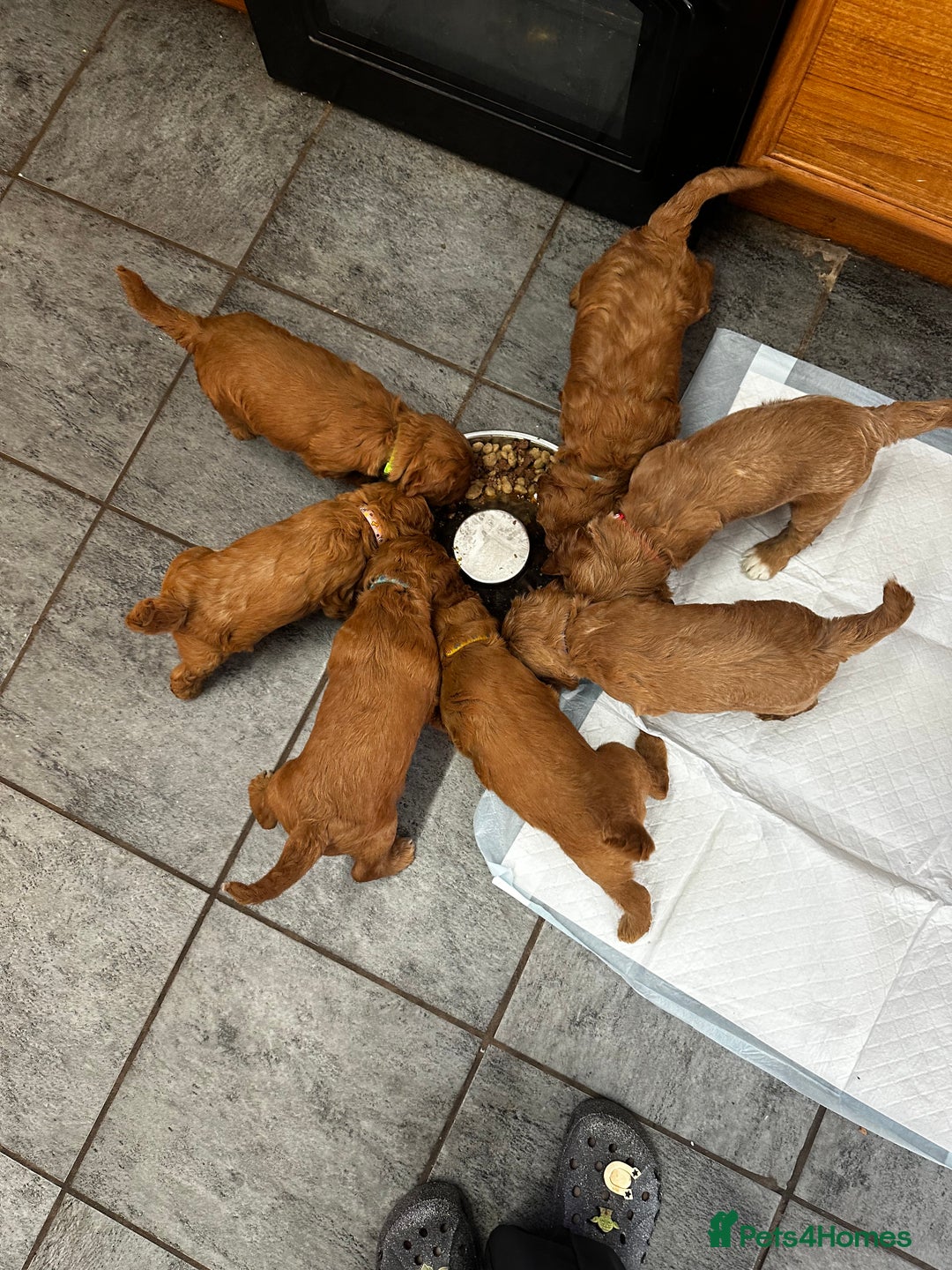 Cockapoo dogs for sale: F1 Red Cockapoo puppies ~ ⭐️ready Now ⭐️  - Image 2