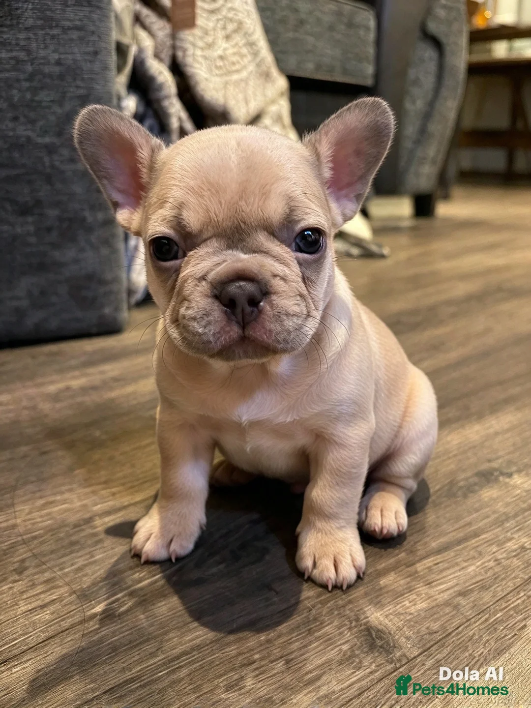 French Bulldog dogs for sale: Adorable cute frenchie puppys in Maldon - Advert 1