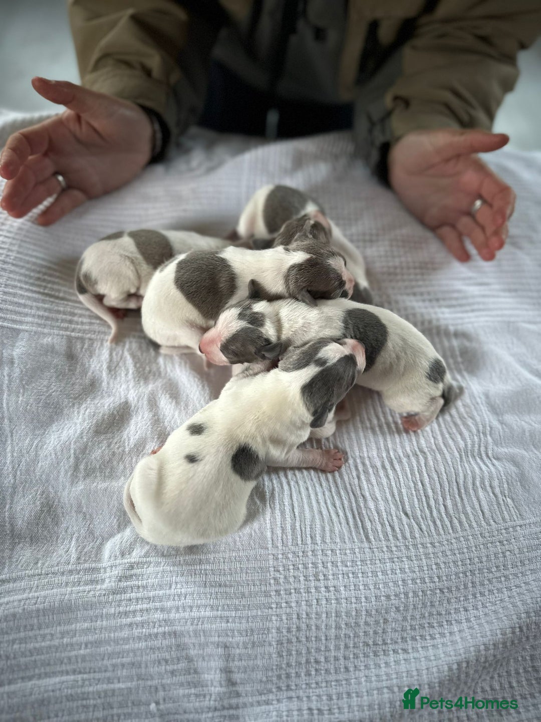 Italian Greyhound dogs for sale: SIX ITALIAN MALE PUPPIES AVAILABLE ✨ - Advert 4