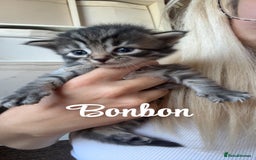 Siberian cats for sale: Siberian x kittens  - Image 7